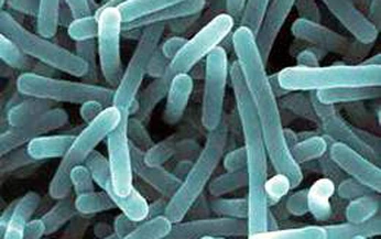 Hiểm họa do nhiễm khuẩn Listeria monocytogenes